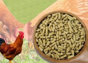 Why choose pellet feed to feed chickens?