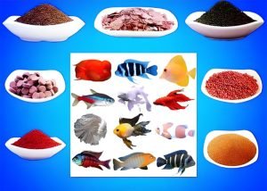 How to make homemade fish feed?