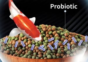 Which feed is the best for fish?