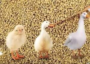 How to make chicken feed pellets