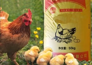 Choosing the Right Chicken Feed Pellets?