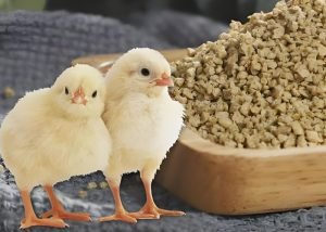 What should be noted when making homemade chick...