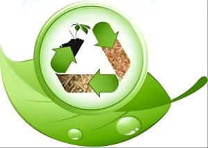 What are the Main Sources of Biomass Energy?