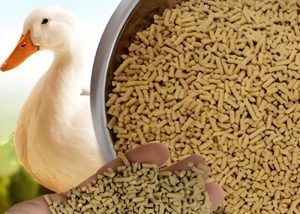 How to make homemade duck feed?