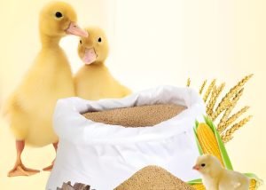 How Are Duck Feed Granules Made and Improved?